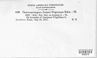 Gymnosporangium juniperi-virginianae image